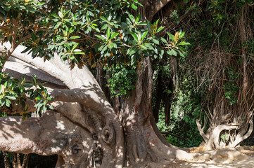 Fototapeta premium Gros plan sur un ficus macrophylla