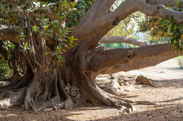 Gros plan sur un ficus macrophylla