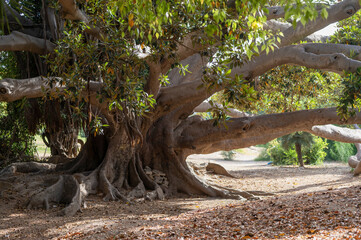 Gros plan sur un ficus macrophylla