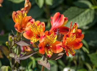 Lily of the Incas, Alstroemeria or Peruvian lily blossoms