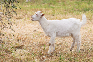 Obraz premium White goat bleating while grazing in a sunlit field beside an olive tree during the warm summer months, embodying rural tranquility