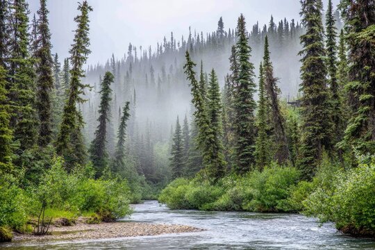 Misty forest river scene