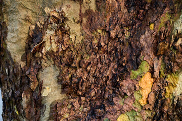 tree bark texture