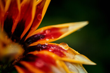 close up of a flower