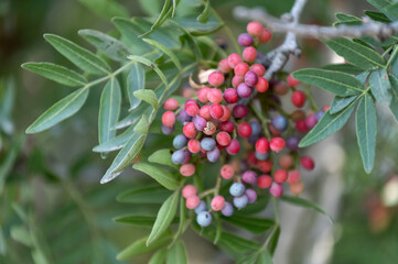 Baies d'un faux poivrier