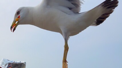 Seagull spreads powerful wings in dramatic urban flight closeup. Motion blur captures seagull energy, seagull focus, seagull presence. Cinematic wildlife meets modern skyline tension.