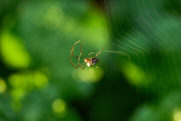 spider on a web