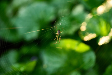 spider on a web