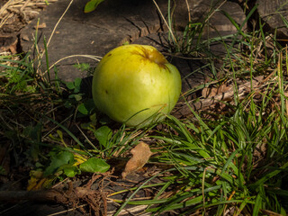 A close-up of a single green apple lying on the grass.