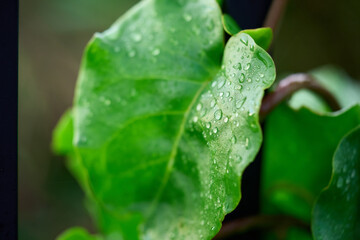 green leaf with water drops