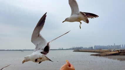 Two seagulls swoop toward snack in hand near calm coast. Natural harmony captures seagull flight,...