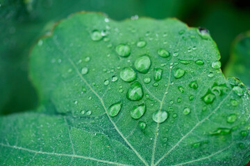 green leaf with water drops