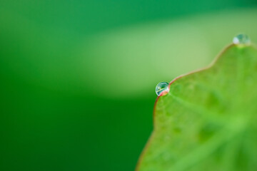 green leaf with water drops