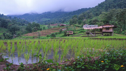 Wooden hut in greenery rice terraces on cloudy day