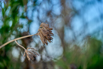 close up of pine needles