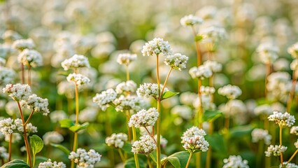 Fototapeta premium A close-up of a buckwheat field in full bloom, with clusters of tiny white flowers creating a soft, cloud-like effect. The deep green stems and leaves contrast beautifully against the pale flowers