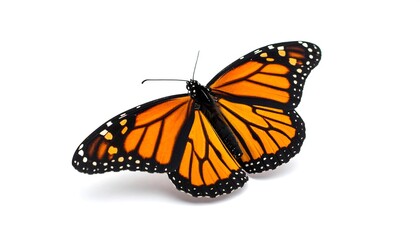 Fototapeta premium Monarch butterfly with intricate wing patterns isolated against a clean background