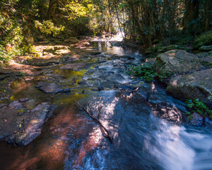 stream in the forest