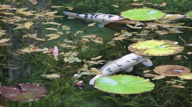 モネの池