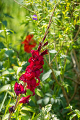 Vibrant red Gladiolus or Sword lily flower