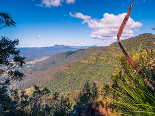View of the Mountain through the Forest