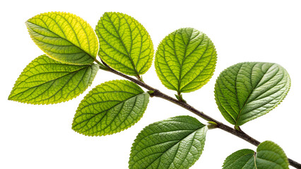 Fototapeta premium Watercolor Eucalyptus Wreath with Round Green Leaves on White Background 