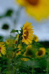Kwiaty słonecznika w pochmurny i wietrzny dzień © Przemysaw