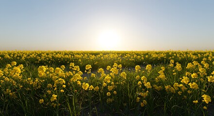 Fototapeta premium Sunlit field of vibrant yellow wildflowers at sunset, stretching to the horizon.