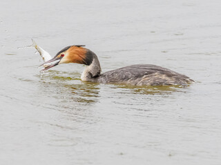 Great crested grebe catching a fish in water splash
