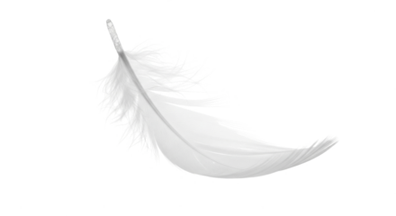Soft white feather on a light background
