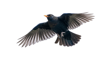 Blackbird in flight