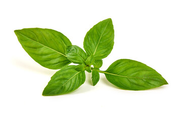Basil Leaves Ocimum basilicum, isolated on white background