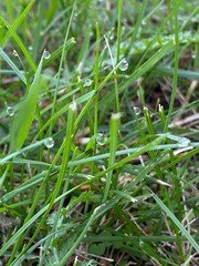 Morning Dew Drops on Grass Blades