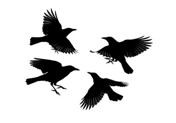 Silhouette of four crows flying, isolated on white background