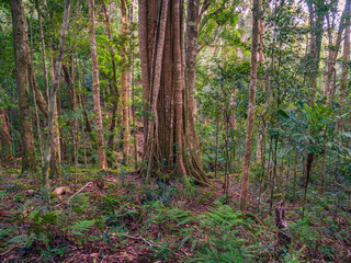 Big Tree in the Rainforest