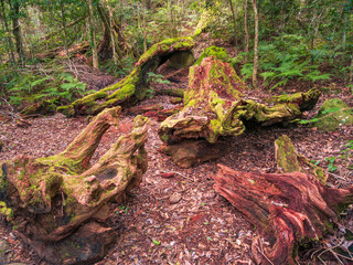 Moss Covered Logs in the Forest
