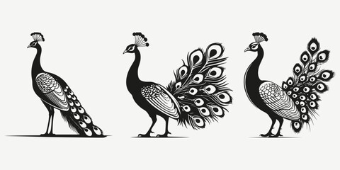 Obraz premium peacock sketch illustration vector