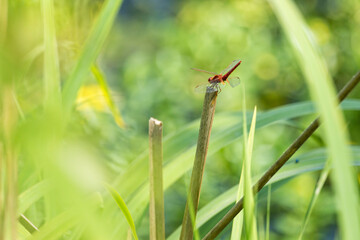 Red dragonfly, Erythrodiplax ines, on the tip of a reed straw