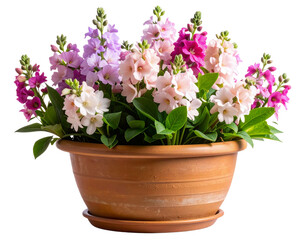 Naklejka premium Love-in-a-Mist Flowers Arranged in Rustic Clay Pot, side view still life, isolated on transparent background