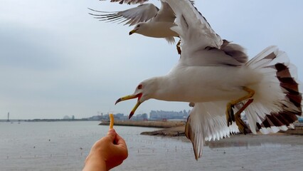 Hungry seagulls rush for french fry from tourist hand. Seagull fight for food shows seagull reflex,...