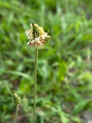 Wild Plantain Flower on Meadow