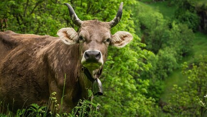 Alpine Cow in Fieschertal, Switzerland