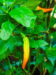 Chili colors in the stage of veraison