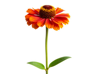 Minimalist Single Hollyhock Stem with One Bloom and Buds, isolated on transparent background