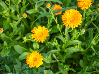 Blooming Calendula officinalis flowers in a green garden. Medicinal herb used in teas, ointments, cosmetics and natural remedies. Anti-inflammatory, soothing and healing plant.