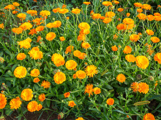 Close-up view of Calendula officinalis flowers growing in a garden. Medicinal marigold used for herbal remedies, skincare, teas and natural cosmetics. Medicinal and ornamental plant.