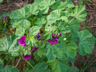 Close-up of Malva sylvestris plant with purple flowers and large green leaves, growing in a natural garden. Commonly used medicinal herb with soothing and anti-inflammatory properties.