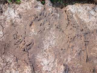 Close-up of an ant nest in dry cracked soil. Natural ant colony structure on farmland ground, showing surface activity and tunnels.