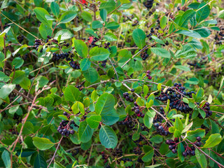 Aronia shrub with ripe black chokeberries growing on an organic farm. Fruit-bearing bush in summer countryside landscape, close-up.