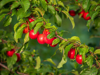 Close-up of cherry plum tree (Prunus cerasifera) with ripe red fruits on branches, growing outdoors in a rural area during summer.